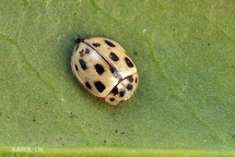 Propylea quatuordecimpunctata var. suturalis